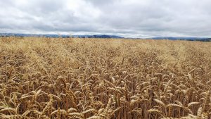 Kobylá nad Vidnavkou - Mojmírův rybník - Lánský vrch - Žulová